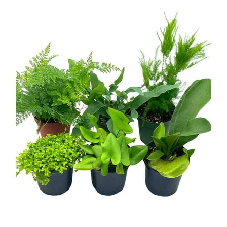 Fern Assortment Set, 4 inch pots, Staghorn, Asparagus, Club Moss, Staghorn, Heart-Fern, Rabbit's Foot, Variety Assorted Collection