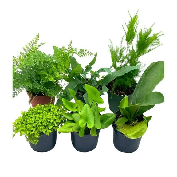 Fern Assortment Set, 4 inch pots, Staghorn, Asparagus, Club Moss, Staghorn, Heart-Fern, Rabbit's Foot, Variety Assorted Collection