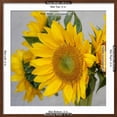 thumbnail image 5 of Art.com Sunny Sunflower IV Photo by Nicole Katano, Brown Frame Wall Art, 29" x 29", 5 of 5