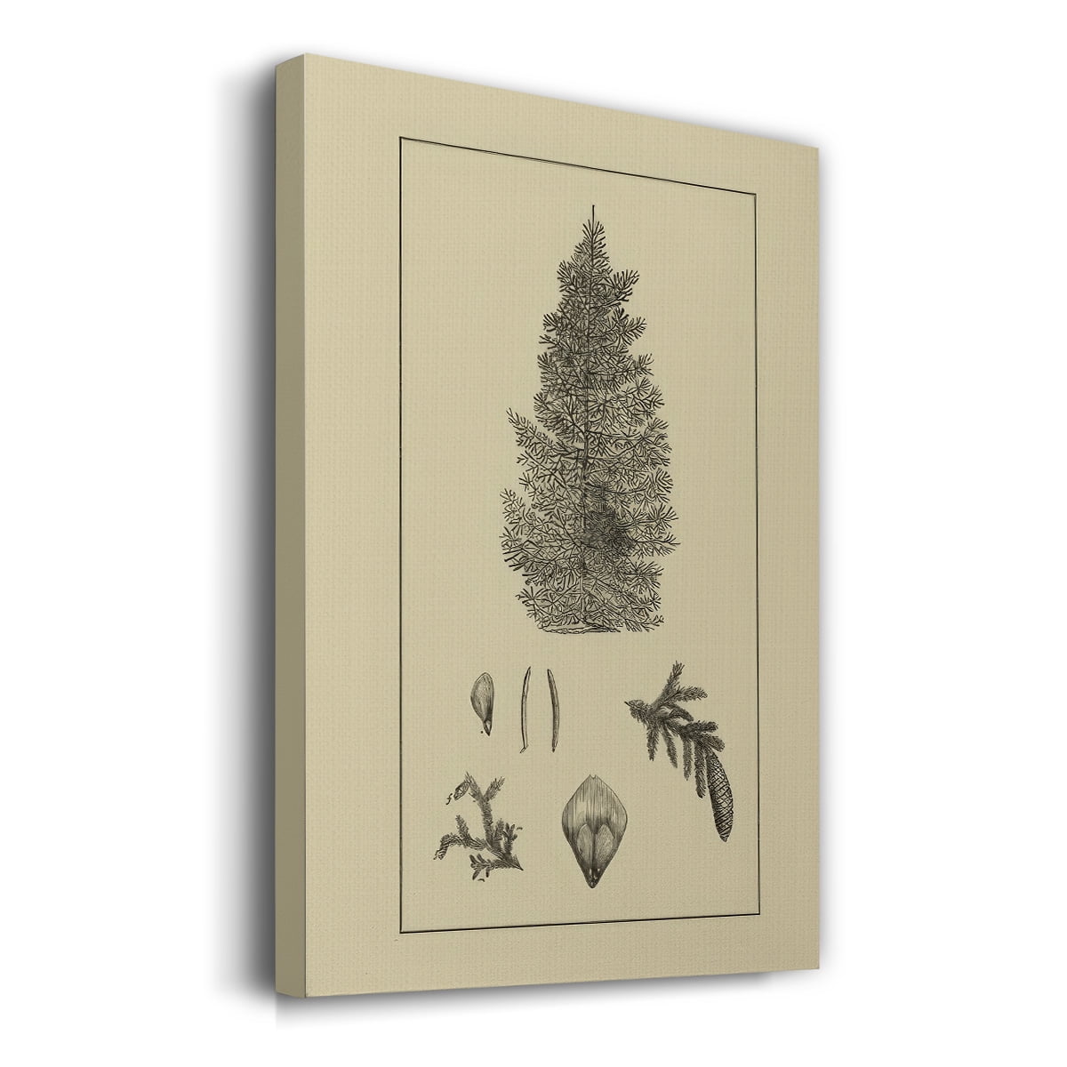 Arbor Study I- Gallery Wrapped Canvas