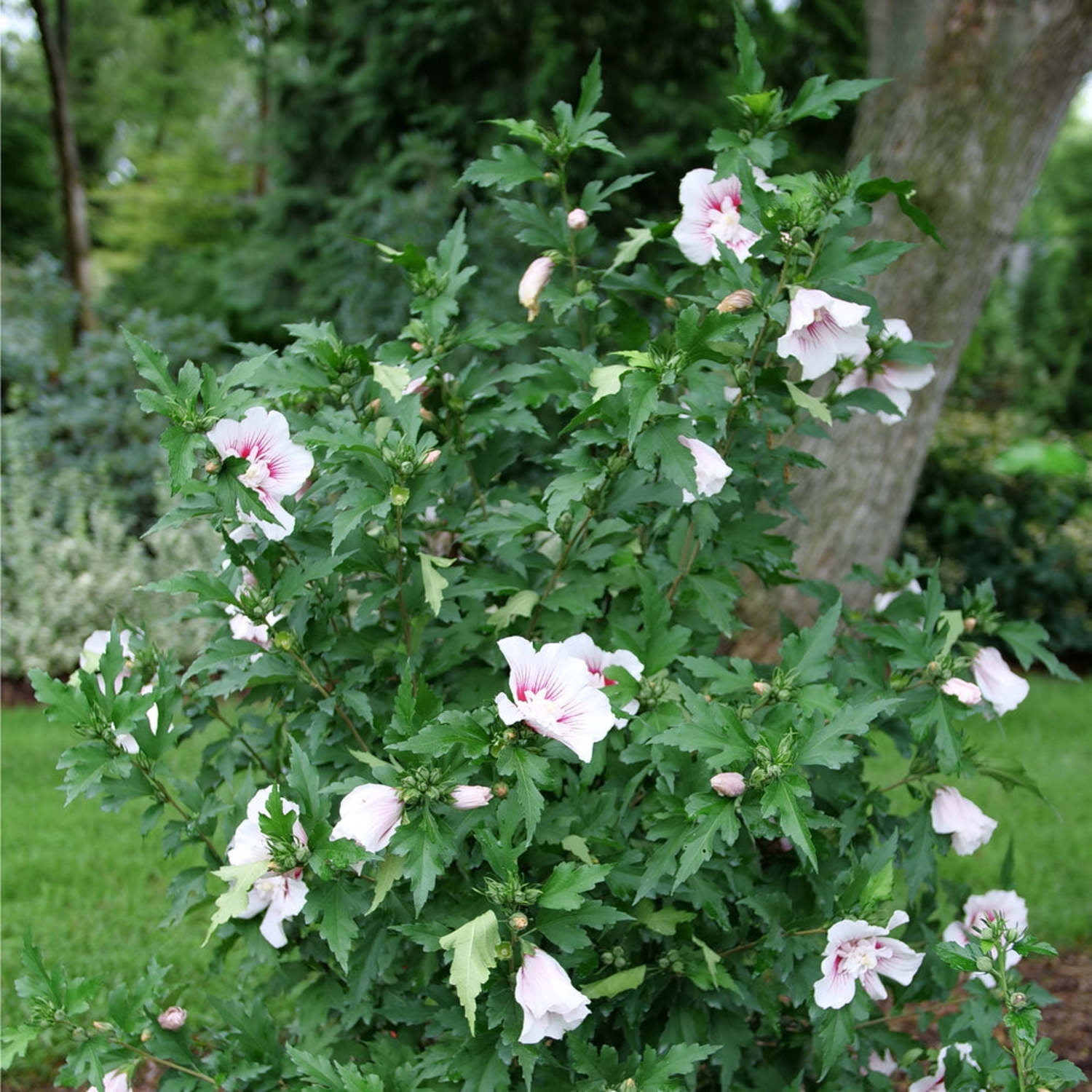 Proven Winners ColorChoice 6" Multicolor Starblast Chiffon Rose of Sharon Live Plant in 7.5" Pot