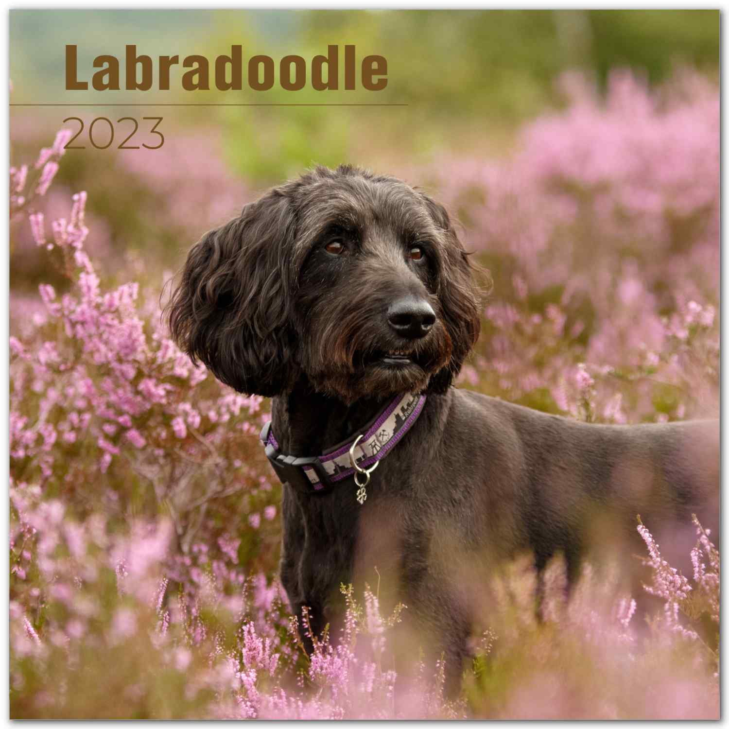 Labradoodle Dog Breed Calendar Premium Wall Calendar 2022