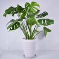 thumbnail image 5 of 10 piezas de estacas para plantas de interior, tallo de jardín, soporte de flores, soporte de plantas de bucle único, estacas de Amaryllis, soporte, soporte para flores, 5 of 5