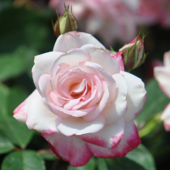 Heirloom Roses Live Plant - Candy Cane Cocktail™ Floribunda Pink Flowers - White Rose Plant