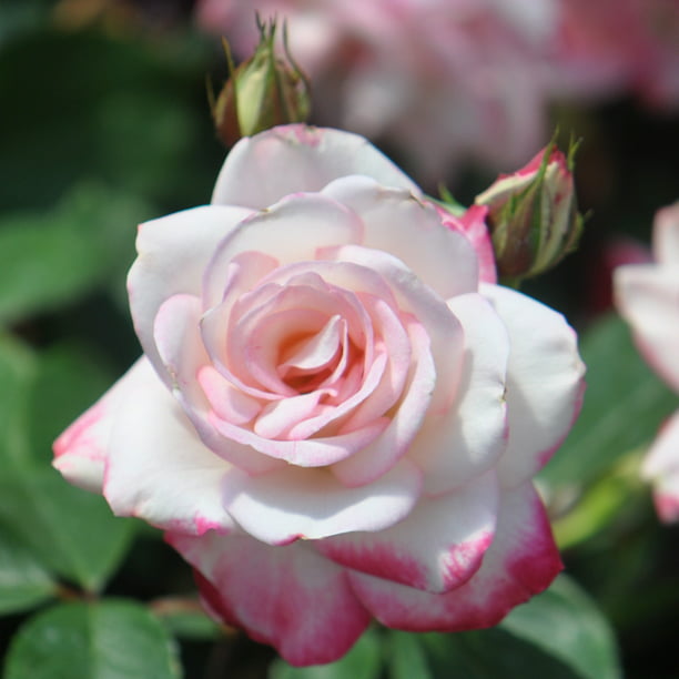 Heirloom Roses Live Plant - Candy Cane Cocktail™ Floribunda Pink ...