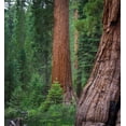 thumbnail image 2 of Miller, Anna 12x13 Black Ornate Wood Framed with Double Matting Museum Art Print Titled - Mariposa Grove-Yosemite-Sierra Mountains-California-USA, 2 of 4