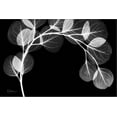 thumbnail image 2 of Art.com Eucalyptus Xray Stretched Canvas Print Wall Art by Albert Koetsier, 24" x 16", 2 of 4