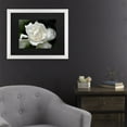 thumbnail image 3 of Trademark Fine Art 'Lovely Gardenia' Canvas Art by Kurt Shaffer, 3 of 4
