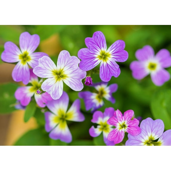 4000 VIRGINIA STOCK Malcolmia Maritima Flower Seeds