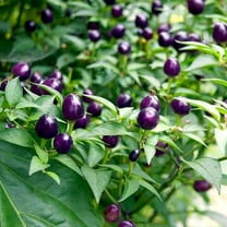 Capsicum Seeds - Ornamental Pepper Filius Blue Flower Seed - 2000 Seeds