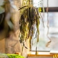 thumbnail image 4 of Hanging Aloe Vera in Pot, 4 of 10