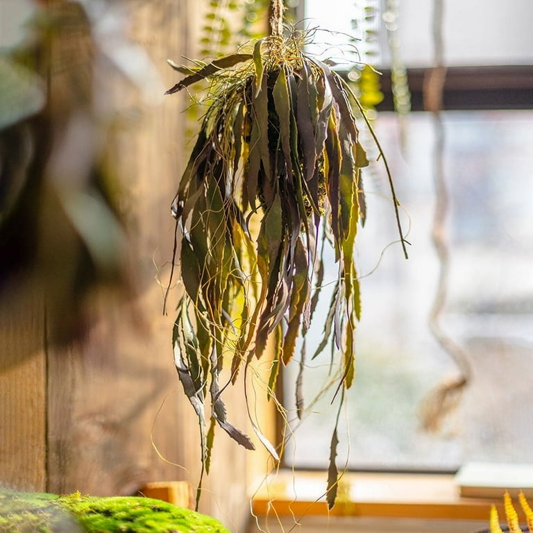 Hanging Aloe Vera in Pot - Walmart.com