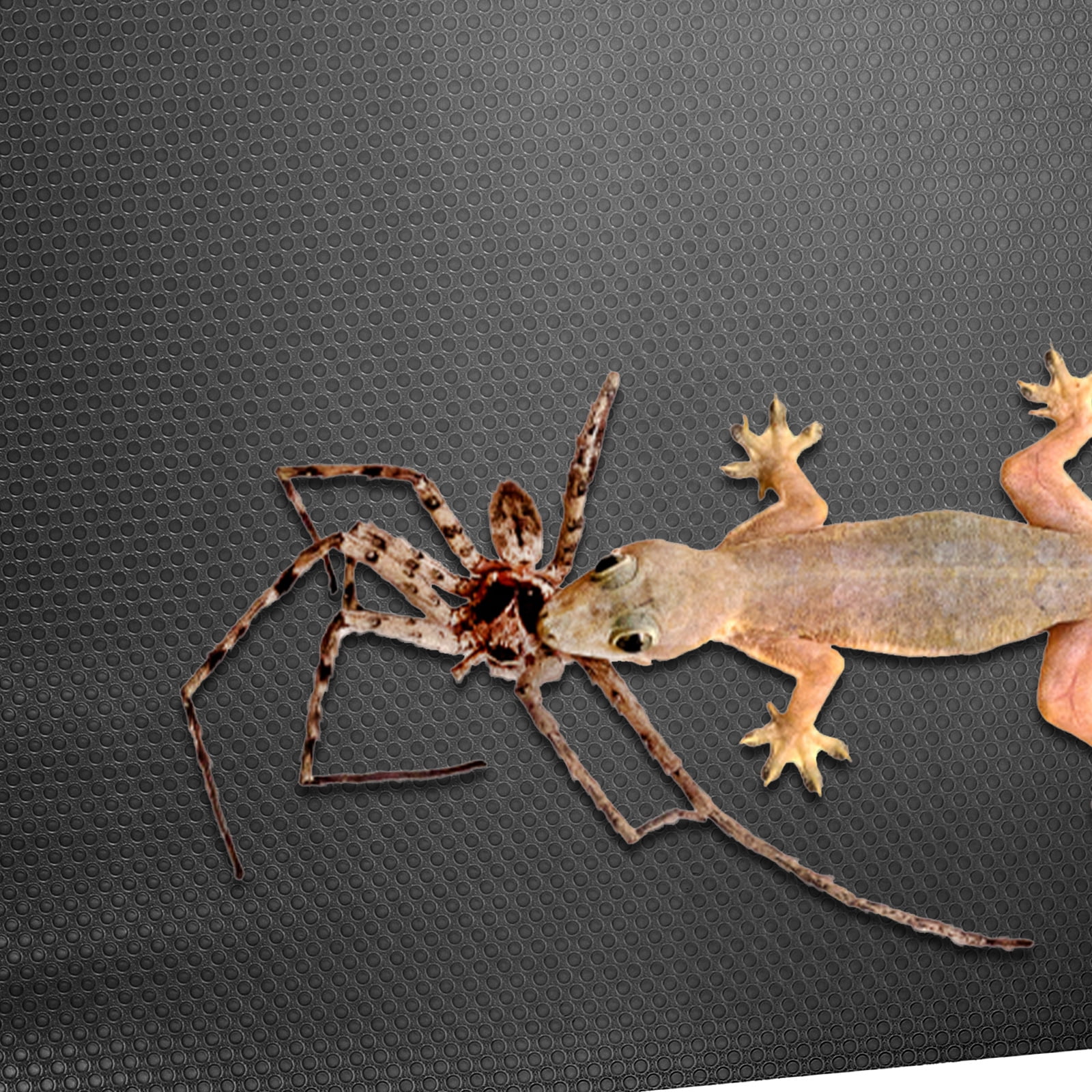 Turtle Tank Accessories Toyvian Bearded Dragon Terrarium Liner