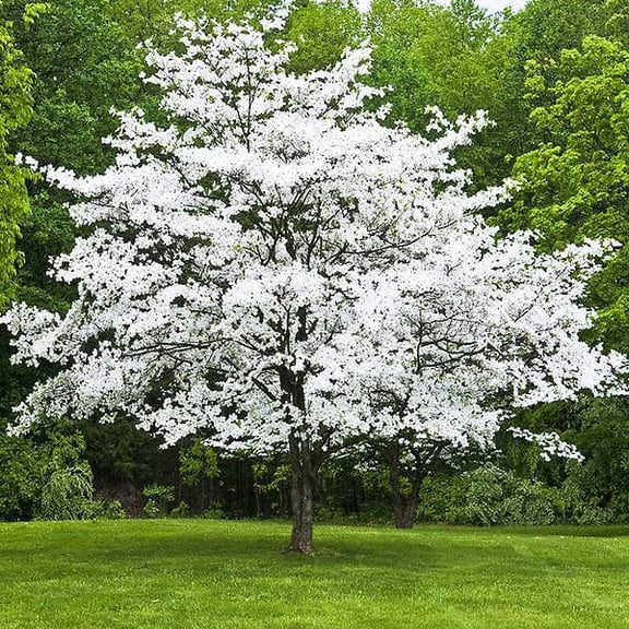 4 White Flowering Dogwood Cuttings to Plant - No Roots, Easy to Grow