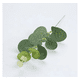 thumbnail image 4 of "50pc Hojas Artificial De Eucalipto Plantas Artificial Ramas Lab.G Color Blanco/verde ", 4 of 5