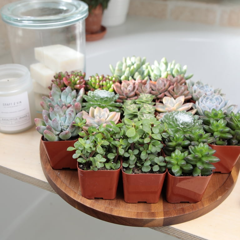 snake cactus plant Sansevieria Cylindrica 'Snake Plant' — Cactus en Ligne main image 0