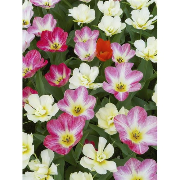Posterazzi DPI12287656LARGE Flowers At Keukenhof Gardens - Amsterdam Holland Poster Print by Tania Cagnoni, 28 x 38 - Large