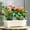 White, variant on Rectangular Plastic Window Box Planter with Tray, Long Flower Pot for Indoor Outdoor Herbs, Vegetables, Succulents, Windowsill Garden，17 x7.5x5.5Inch