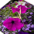 thumbnail image 3 of 3dRose, Petunias and other flowers bright the streets of Cong., 13x13 Wall Clock, 3 of 8