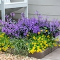 thumbnail image 4 of Better Homes & Gardens 1PT Plectranthus Live Annual Plant Partial Shade 6-Pack, 4 of 6