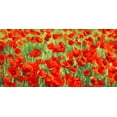 thumbnail image 2 of Mei, Silvia 14x9 Gold Ornate Wood Framed with Double Matting Museum Art Print Titled - Poppy Field, 2 of 4