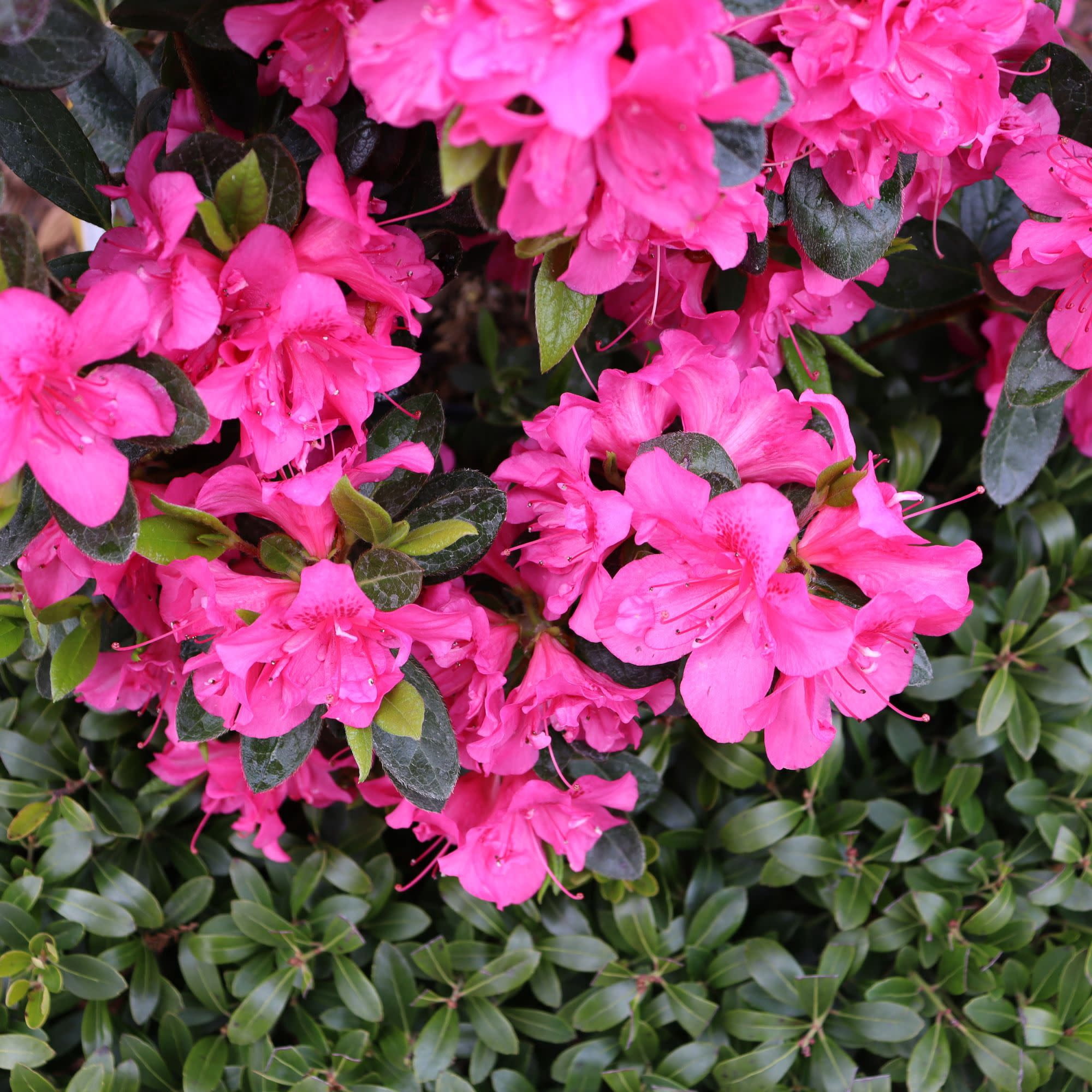 Proven Winners ColorChoice 5" Perfecto Mundo Double Dark Pink Reblooming Azalea Live Plant in 4.5" Pot (4 Count)
