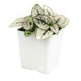 thumbnail image 4 of Hypoestes Phyllostachya White Splash - 2 inch + Blue Modern Pot, 4 of 4