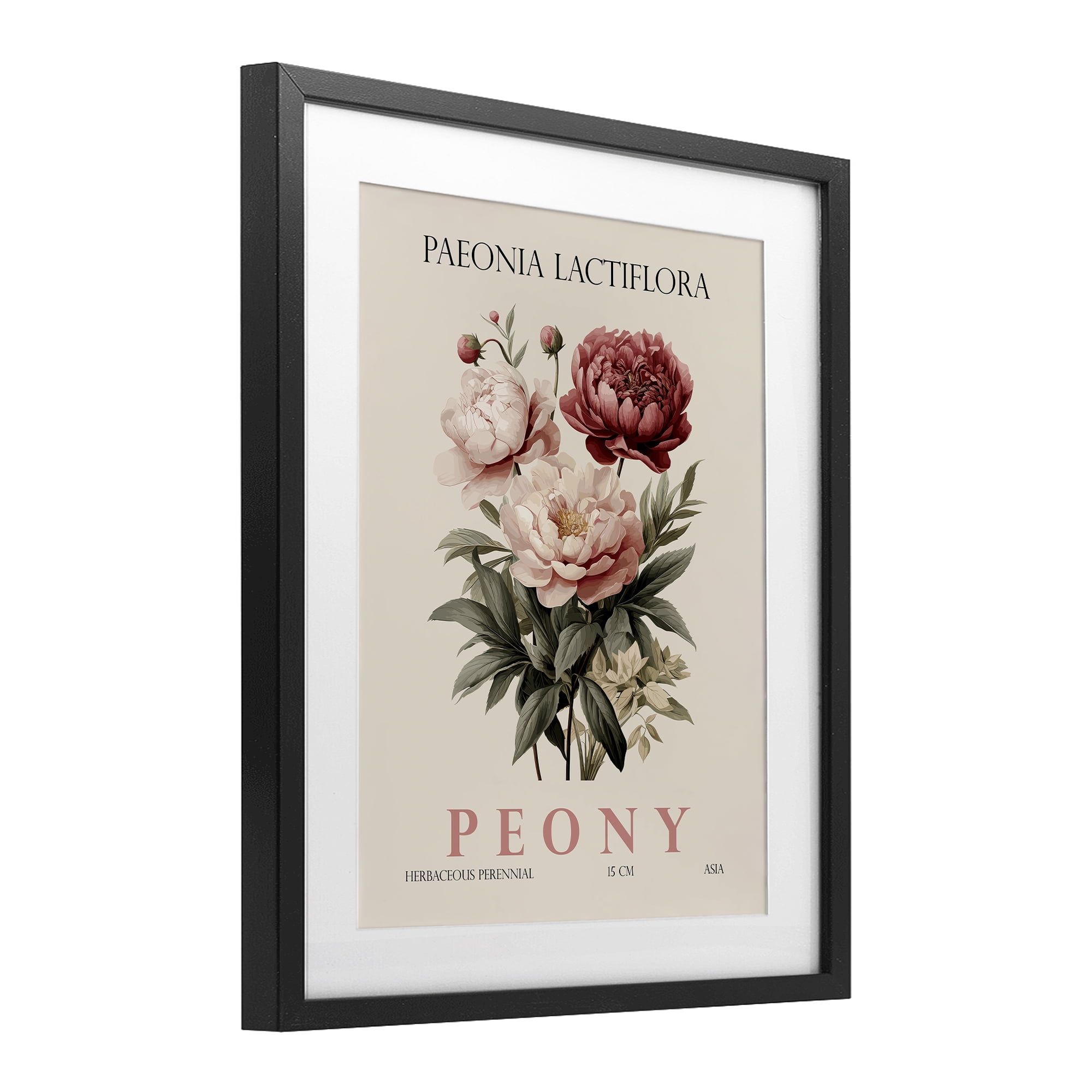 Stupell Industries Natural Peony Bundle Black Framed Print Under Glass, design by Christopher Giampietro