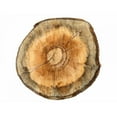 thumbnail image 3 of Lewis, Sheldon 14x12 Black Modern Framed Museum Art Print Titled - Earthy Rings Of Ages 2, 3 of 5