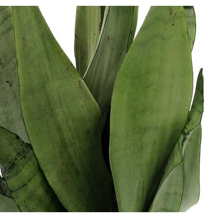 Moonshine Snake Plant - Sansevieria - Almost Impossible to kill - 4" Pot
