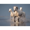 thumbnail image 2 of Anton, Rostovskiy 18x15 White Modern Wood Framed Museum Art Print Titled - Camargue Horses On Sunset, 2 of 4