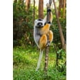 thumbnail image 2 of Hogstrom, Inger 23x32 Gold Ornate Wood Framed with Double Matting Museum Art Print Titled - Madagascar-Andasibe-Vakona Lodge-Lemur Island Diademed sifaka in a tree, 2 of 4