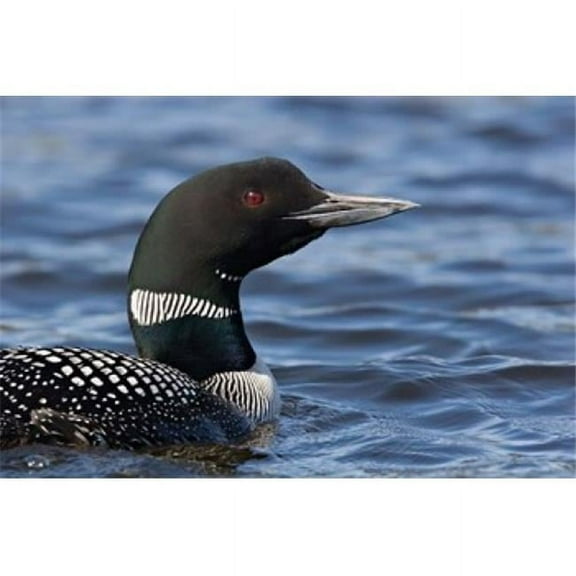 Posterazzi PDDCN02CSL0053 British Columbia Portrait of a Common Loon Bird Poster Print by Charles Sleicher - 27 x 18 in.