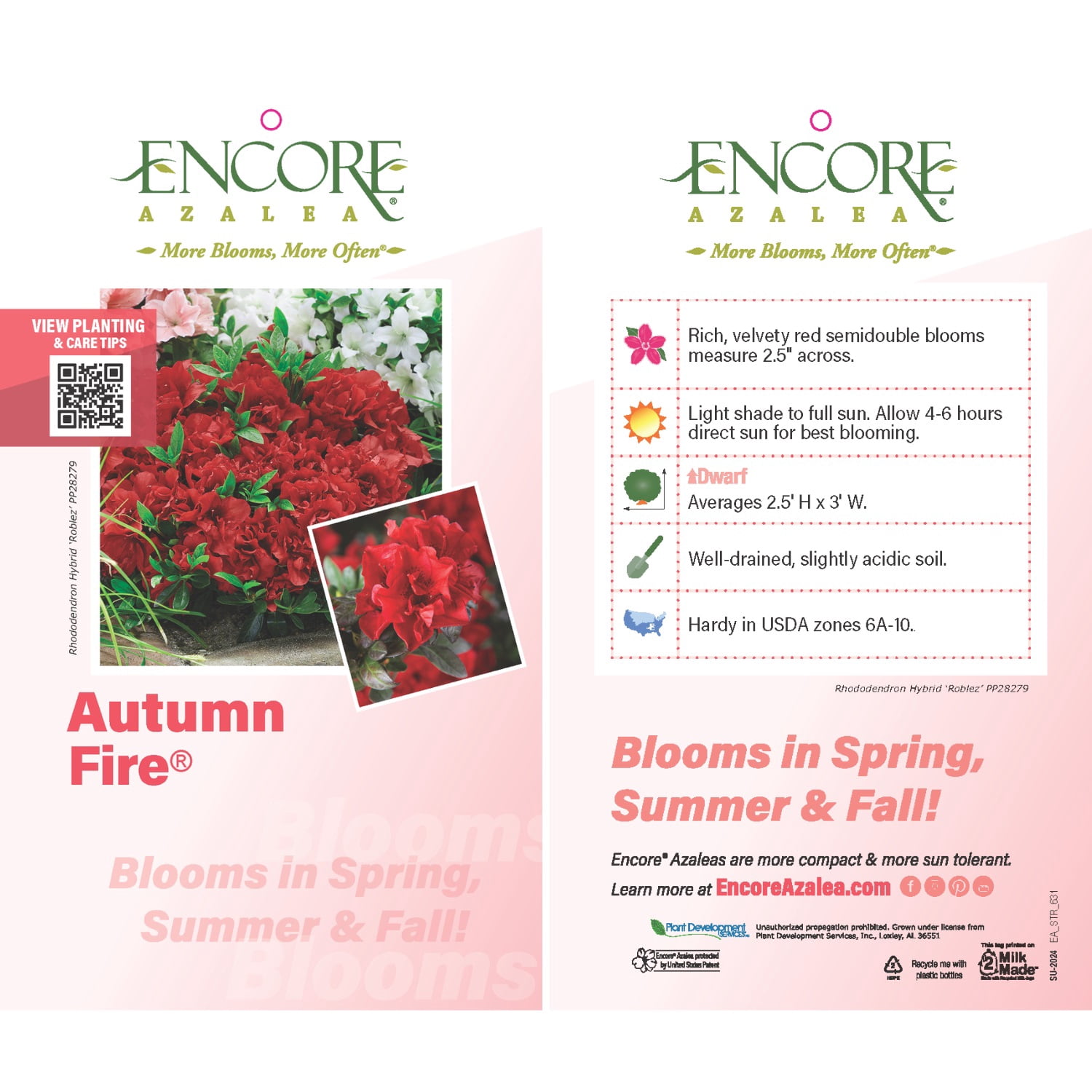 Encore Azalea Autumn Fire Live Shrub in 2-Gallon Grower Pot
