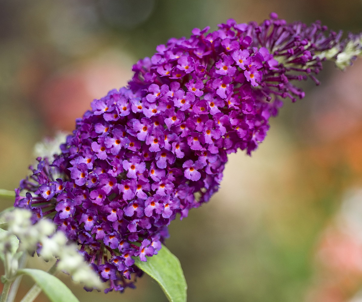 BUZZ™ Magenta Butterfly Bush Compact/Short Heavy Blooms Gallon Pot