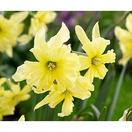 - Exotic Mystery Butterfly Daffodil 8 Bulbs - Deer Proof! - 14/16 cm Bulbs