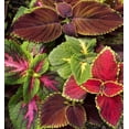 thumbnail image 3 of czcpp-Coleus Mix Indoor Annual Flower Seeds, 200 Seeds, 3 of 4