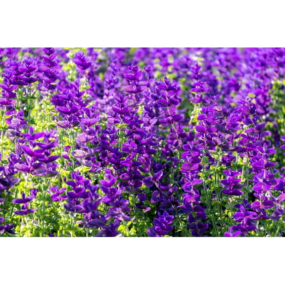 50 BLUE Monday CLARY SAGE Salvia Viridis Horminum Herb Flower Seeds