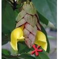 thumbnail image 2 of Flowering Parrot's Beak Bonsai Tree, 2 of 3
