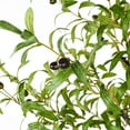 thumbnail image 2 of 5 Feet Olive Tree Artificial Indoor, Fake Topiary Silk Olive Tree with Pot and UV Resistance, Faux Silk Plant for Housewarming Home Office Garden Store Decor, 2 of 6