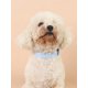thumbnail image 2 of 1pc Blue Waterproof Pvc Dog Collar With Anti-slip And Durable Function For Small, Medium And Large Size Dogs, Suitable For Outdoor Activities, 2 of 5
