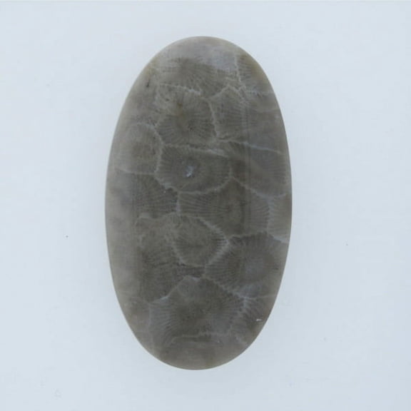45x25mm Petoskey Stone Fossil