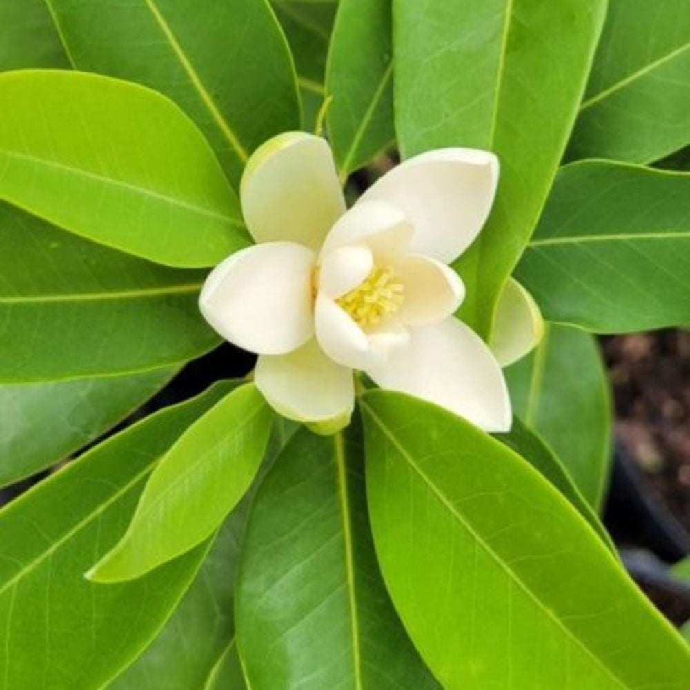 Expert Gardener 1.5- 2 ft tall Sweetbay Magnolia Live Tree in 3-Gallon Grower Pot