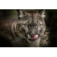 thumbnail image 2 of Ronin 24x17 Black Ornate Wood Framed with Double Matting Museum Art Print Titled - The Puma, 2 of 4