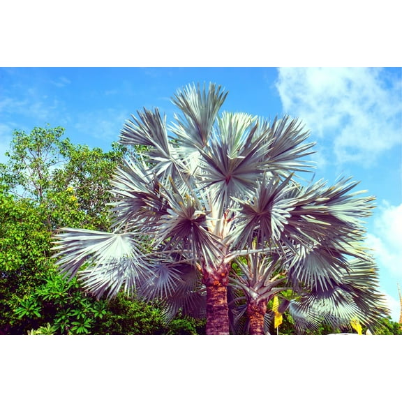 King Palm Seeds for Planting - 5 Seeds