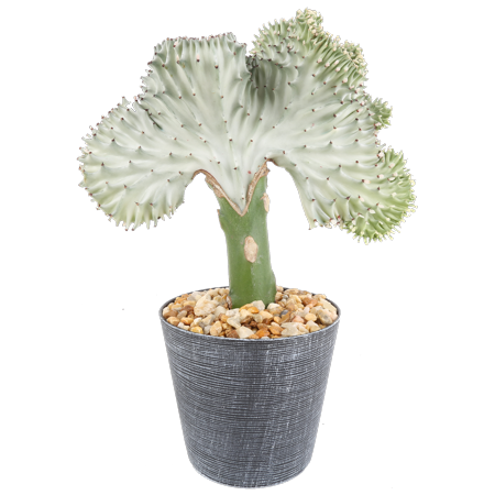 Delray Plants Coral Cactus (Euphorbia lactea) Crested Euphorbia Easy to Grow Live House Plant, 4-inch Decorator