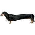 thumbnail image 3 of CafePress - Dachshund Dog - Women's Light Pajamas, 3 of 4