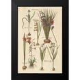thumbnail image 2 of Wild Apple Portfolio 13x18 Black Modern Framed Museum Art Print Titled - Vintage Florilegium III, 2 of 5