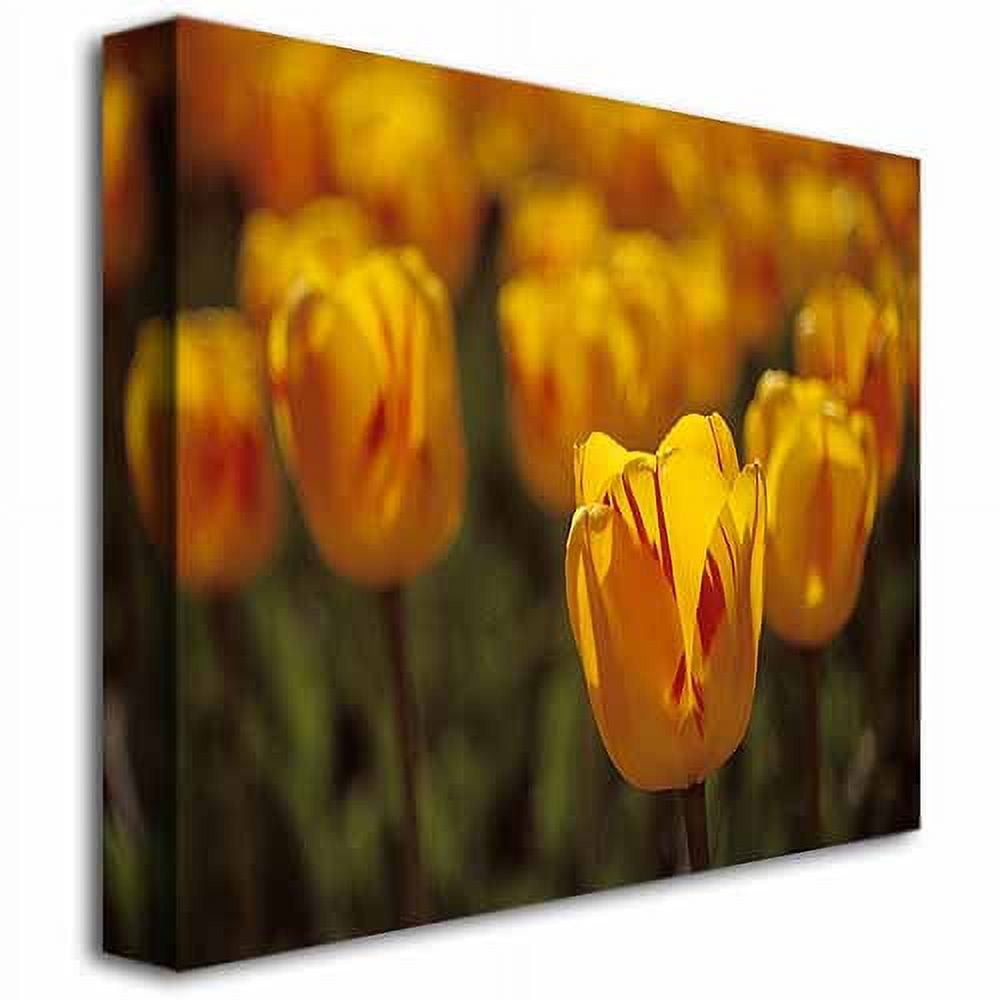 Trademark Fine Art "Tulips on Fire" Canvas Art by Kurt Shaffer
