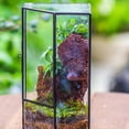 thumbnail image 2 of NCYP Front Opening Glass Terrarium with Door for Succulents, Small Plants - Closed Geometric Container Planter, Indoor Tabletop Wall Corner Landscape Decor, Black, 5" x 5" x 9.8" (Terrarium Only), 2 of 8